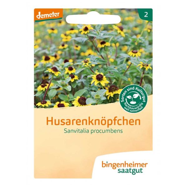 Husarenknöpfchen - Sanvitalia procumbens