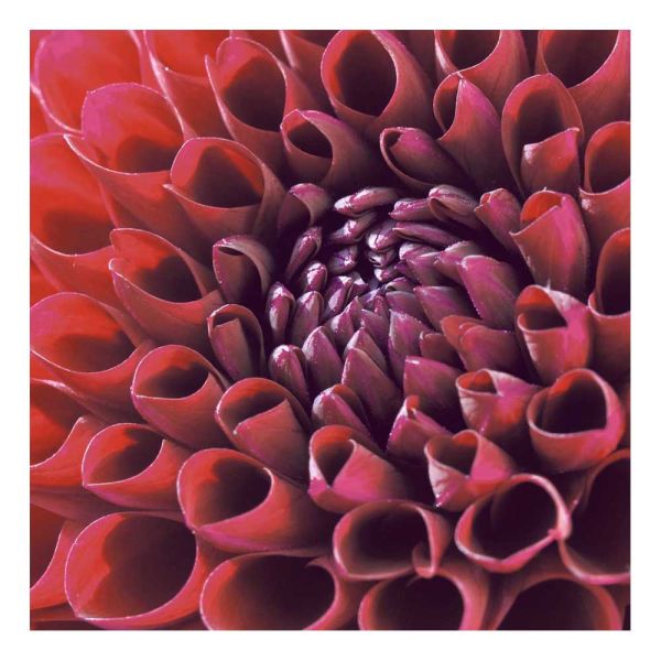 Motivserviette 33x33cm - Dahlia Delight 3-lagig 20Stk.